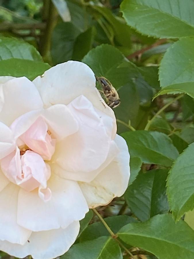 Bienvenue Du Cote De Chez Nous Avec Jardin Privatif *